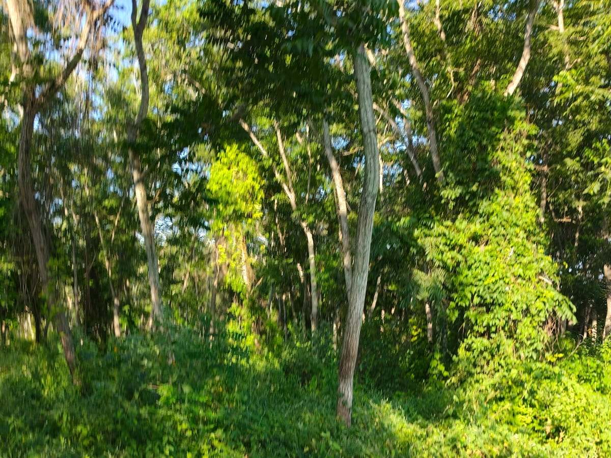 Terreno en venta en Carrizal, Emiliano Zapata, foto 8 de 8