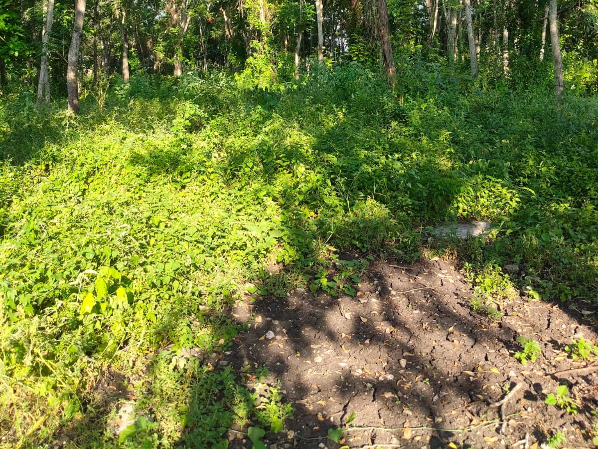 Terreno en venta en Carrizal, Emiliano Zapata, foto 6 de 8
